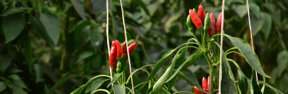 Pittige pepertjes - (c) VLAM, Patricia De Laet