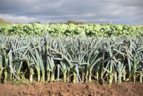 De bioprei op het veld van Bovyn - (c) REO Veiling

----

Sort: 2