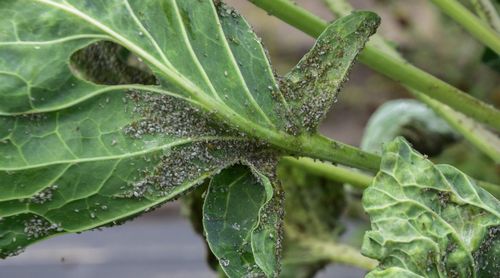 De melige koolluis eet zich vol met spruitkoolblad - (c) VLAM, Patricia De Laet

----

Sort: 3