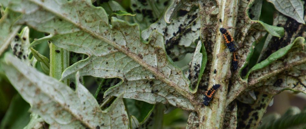 Larven van lieveheersbeestjes (met oranje strepen) die later de bladluizen (zwarte bolletjes) zullen opeten (op een artisjokblad) - (c) VLAM, Patricia De Laet

----

Sort: 4