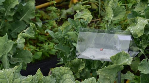 Een insectenval tussen de broccolini (kleine broccoli) - (c) VLAM, Patricia De Laet

----

Sort: 5