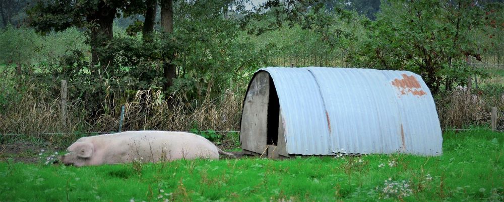 Moeder de zeug bij haar privéhuisje, de 'piglo' (@bioboerderij van René Verachtert) (c)VLAM