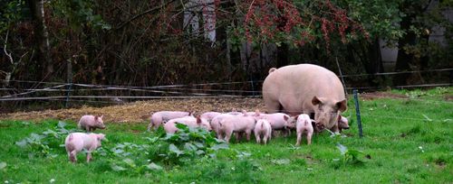 Deze biggetjes krijgen veel ruimte om rond te lopen, te snuffelen en te spelen (bioboerderij De Steenovens) -- (c) VLAM, P. De Laet