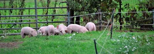 Biodieren krijgen meer ruimte binnen én buiten - (c) Vlam