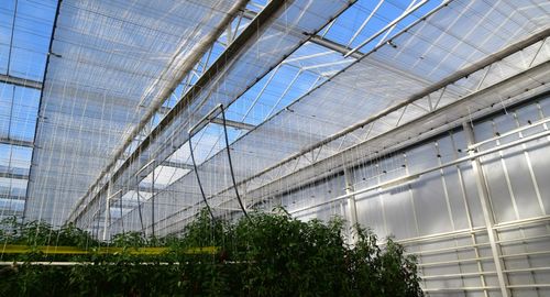 De nieuwe witte serre van Vitaetom met het dubbele energiescherm dat koude en zon kan tegenhouden - (c) VLAM, Patricia De Laet