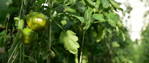 Biotomaten aan het rijpen in de serre - (c) VLAM, Patricia De Laet