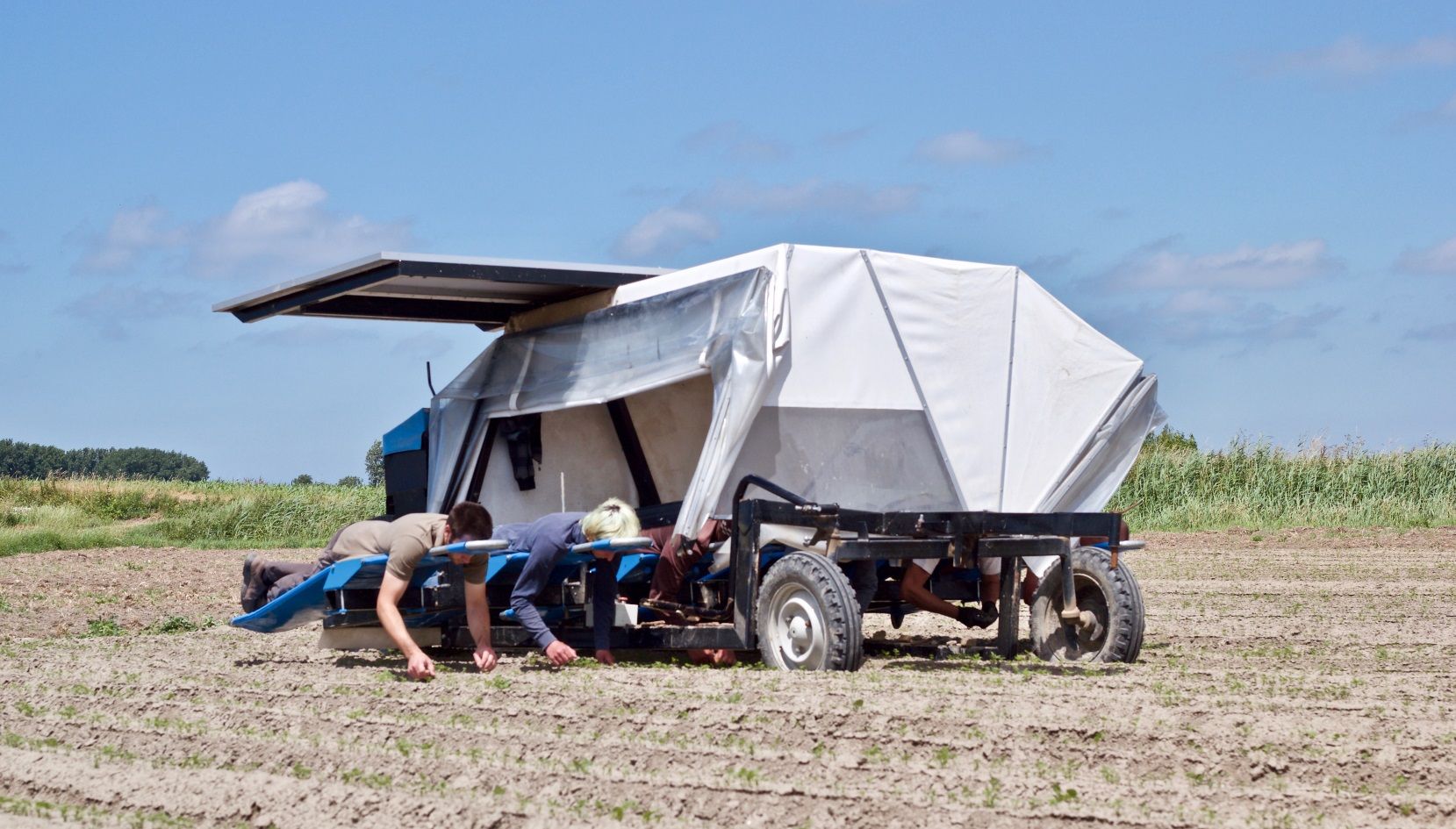 Liggende wieders in actie bij 't Livinushof