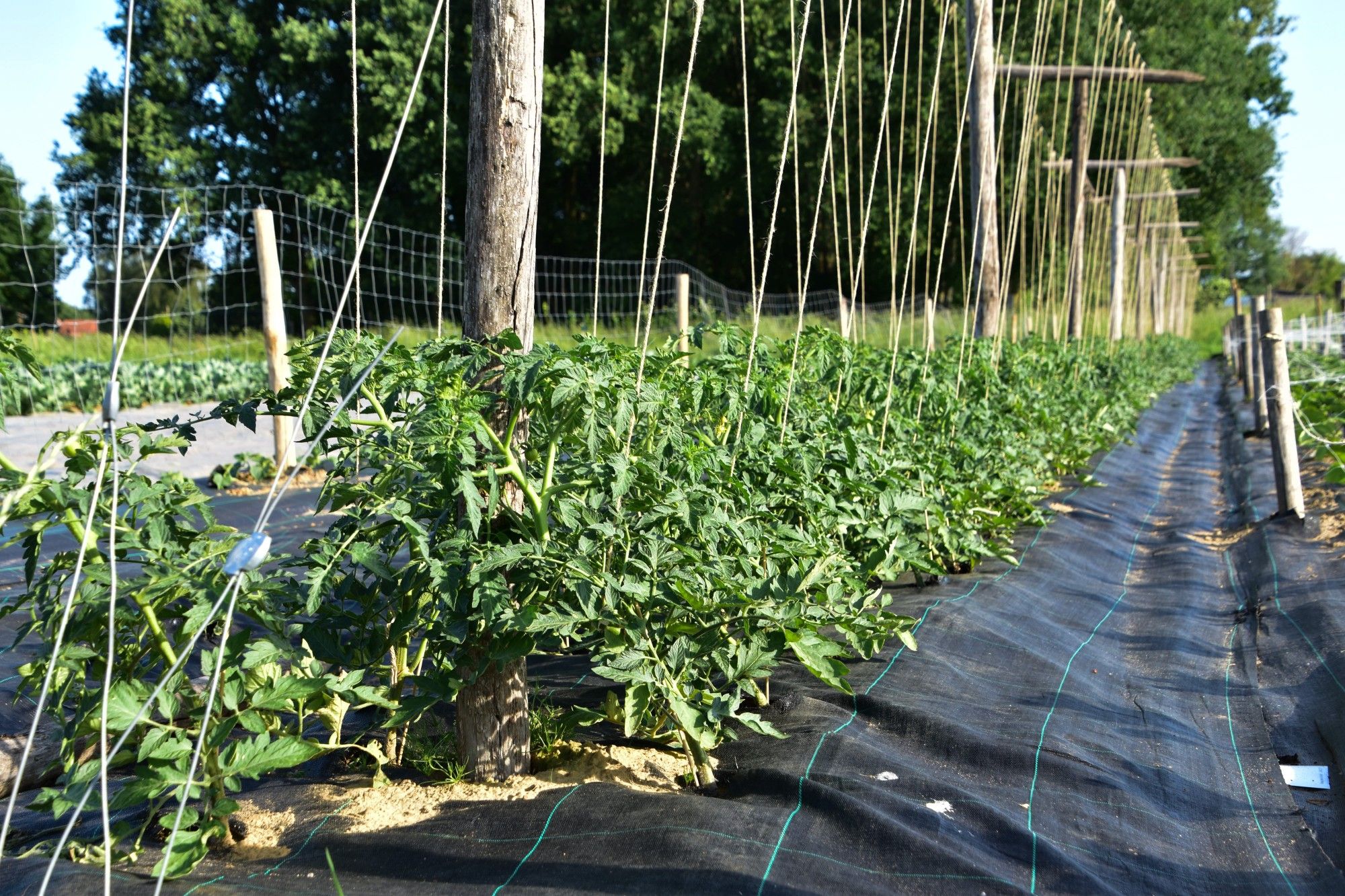 Tomatenplanten op het bioveld van een CSA-boerderij - (c) VLAM, Patricia De Laet