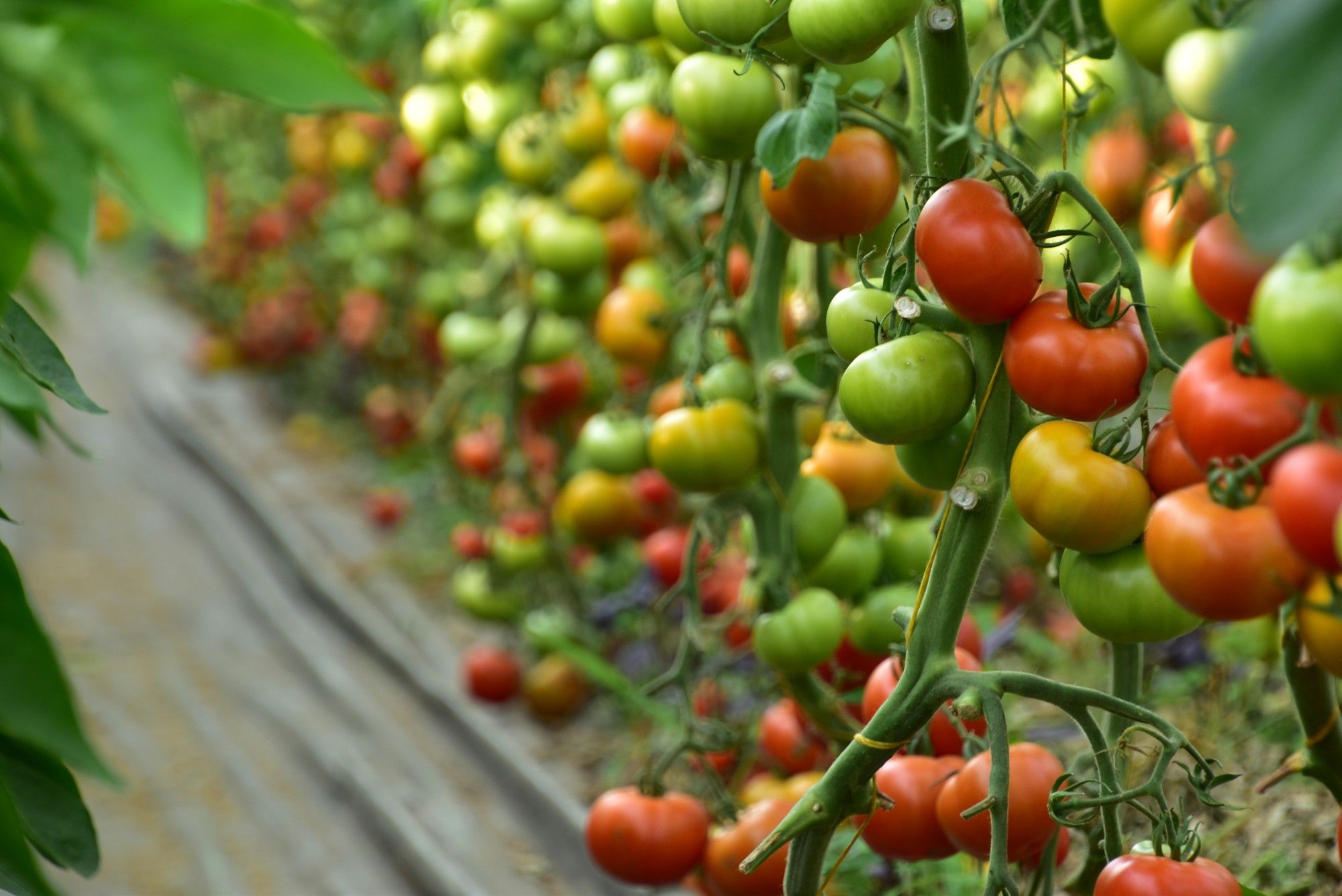 Biotomaten groeien rustig in de serre - (c) VLAM, Patricia De Laet