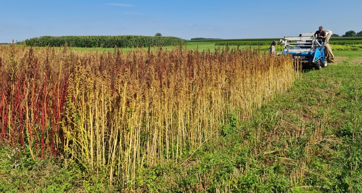 De oogst van biologische quinoa op het proefveld van ILVO - (c) ILVO