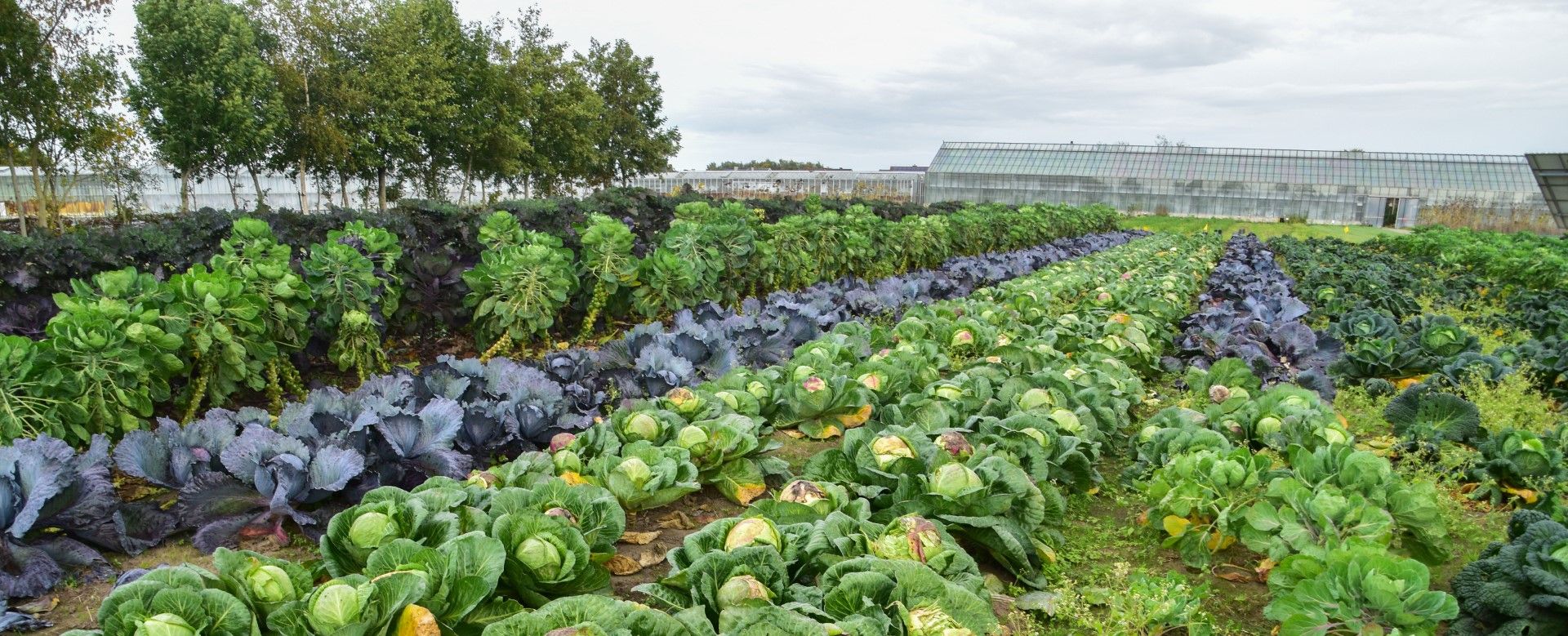 Velden vol groen bij Rawijs - (c) VLAM, Patricia De Laet