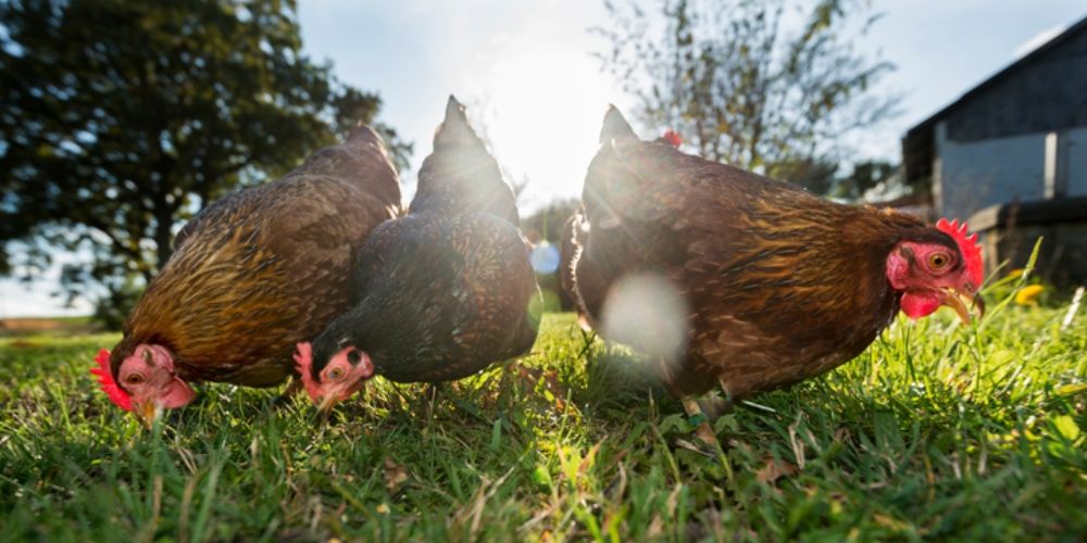 Biologische kippen kunnen dagelijks vrij naar buiten om fijn te scharrelen en te pikken.