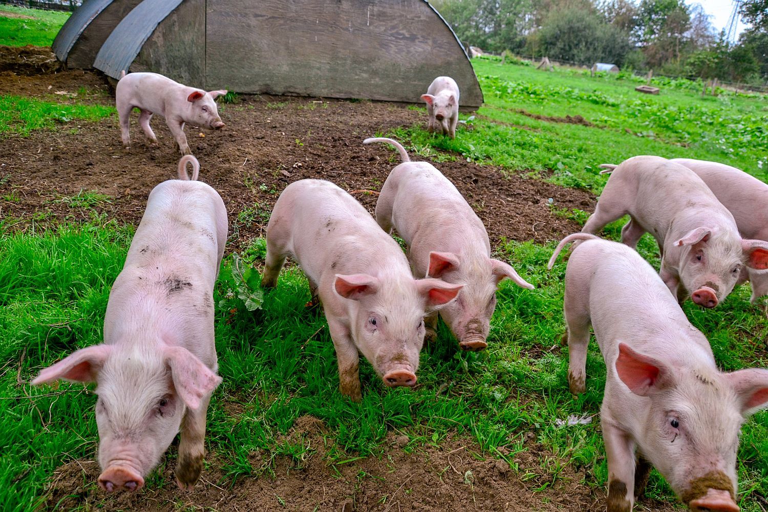 Veeteelt, groenten, fruit... waar baseert bio zich op?  - (c) VLAM, P. De Laet