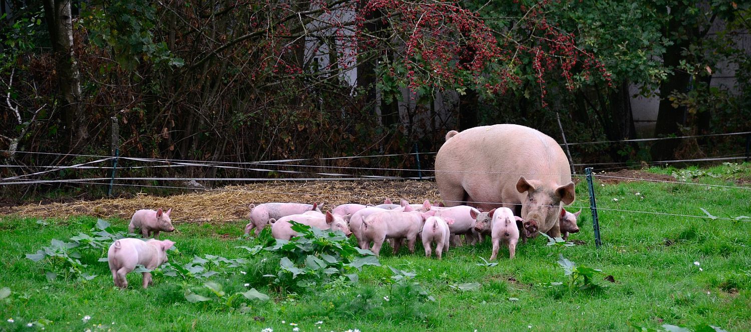 Biozeug met biggetjes bij René Verachtert - (c) VLAM, P. De Laet